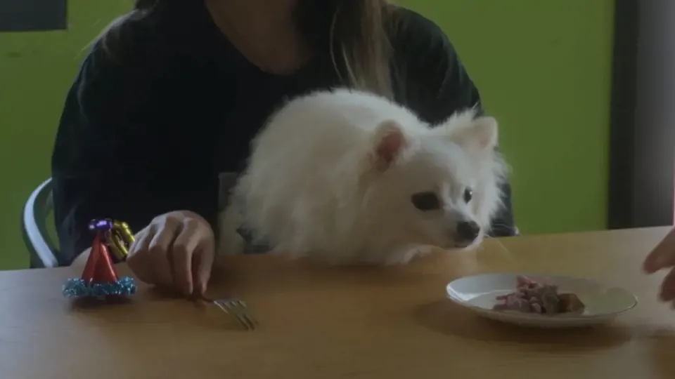 Pup Nation: The Food, the Chef, the Judges Ep2